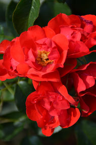 Rose 'Resonanz'