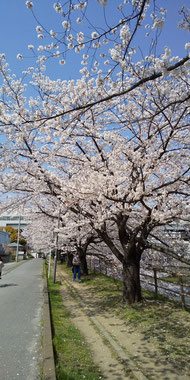 桜の下でお見合いも