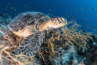 Turtle - Foto von Urs Florin