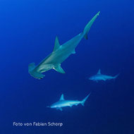 Hammerhaeds - Foto von Fabian Schorp