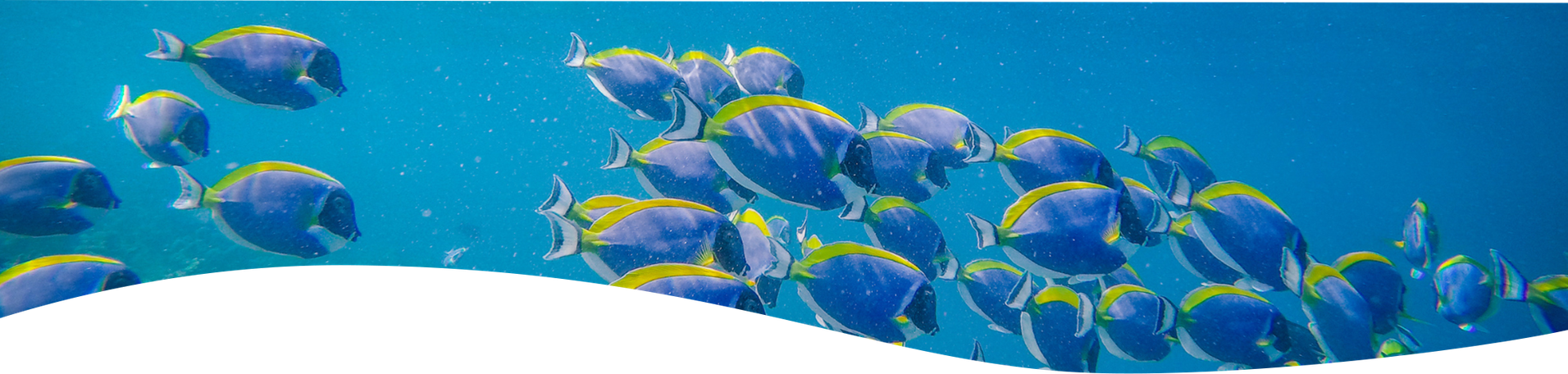 魚群