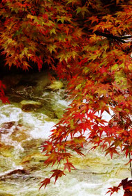 川面に色づく紅葉が映える。