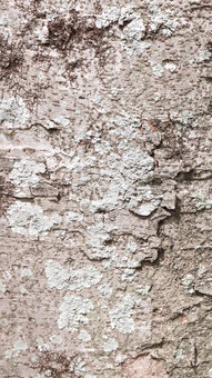 柄、背景、木の皮、樹皮、模様、木、文字柄、写真フリー素材Pattern, background, tree bark, bark, pattern, wood, character pattern,