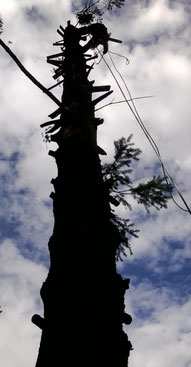 Abattage arbres dangereux Tarbes, Lourdes, Hautes Pyrénées