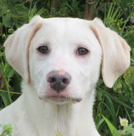 Samson