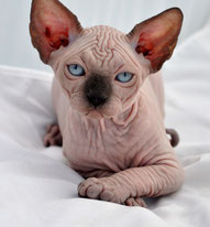 How Much Does It Cost To Adopt A Cat In Queens How Much Does It Cost To Adopt A Cat In Queens
