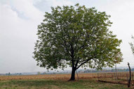 Albero di noce 