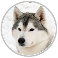 Mâle husky chien loup