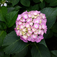 紫陽花