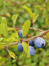 Reife Schlehen mit Frosttropfen an einem dornigen Strauch – die winterliche Frucht, die erst nach Kälte ihre Süße entfaltet.