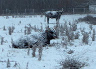 vaches aurochs reconstitué couchées neige poil isolant