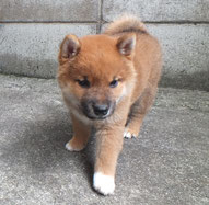 柴犬子犬の画像