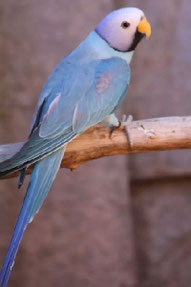 Blau   Psittacula cyanocephala (Pflaumenkopfsittich)