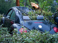 Unter einem Baum begraben steht dieser VW Beetle in Bad Schwalbach (Hessen). Foto: Boris Roessler