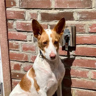 Aufenthaltsort: Pflegestelle 24582 Bordesholm