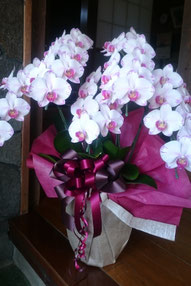 お花の回収屋さん お花の回収屋さん は名古屋で胡蝶蘭の引き取り回収処分を行っています お値打ち 丁寧 名古屋の軽貨物ならジャパンベストサービス