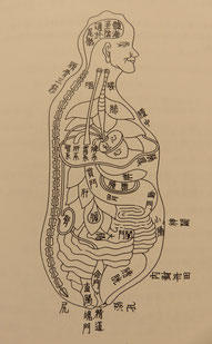 東洋医学的な内臓の図