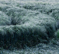 Windböen haben tiefe Schneisen in das Kornfeld gefräst. Copyright 2016 by Klaus Schoerner