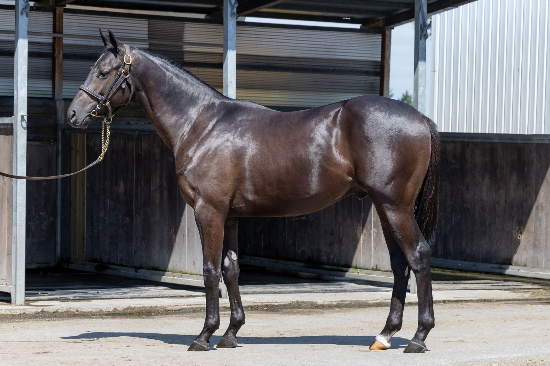 シナジーウィスパー2024 牡・青 2024/3/18生 - 競走馬の育成牧場