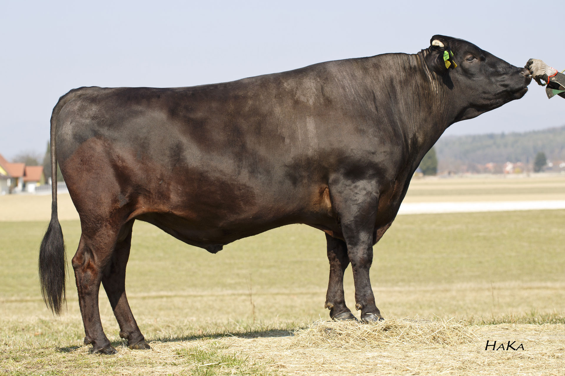 TOKIO ET FULLBLOOD WAGYU STIER AA9, HB A VERKÄUFLICH daisango