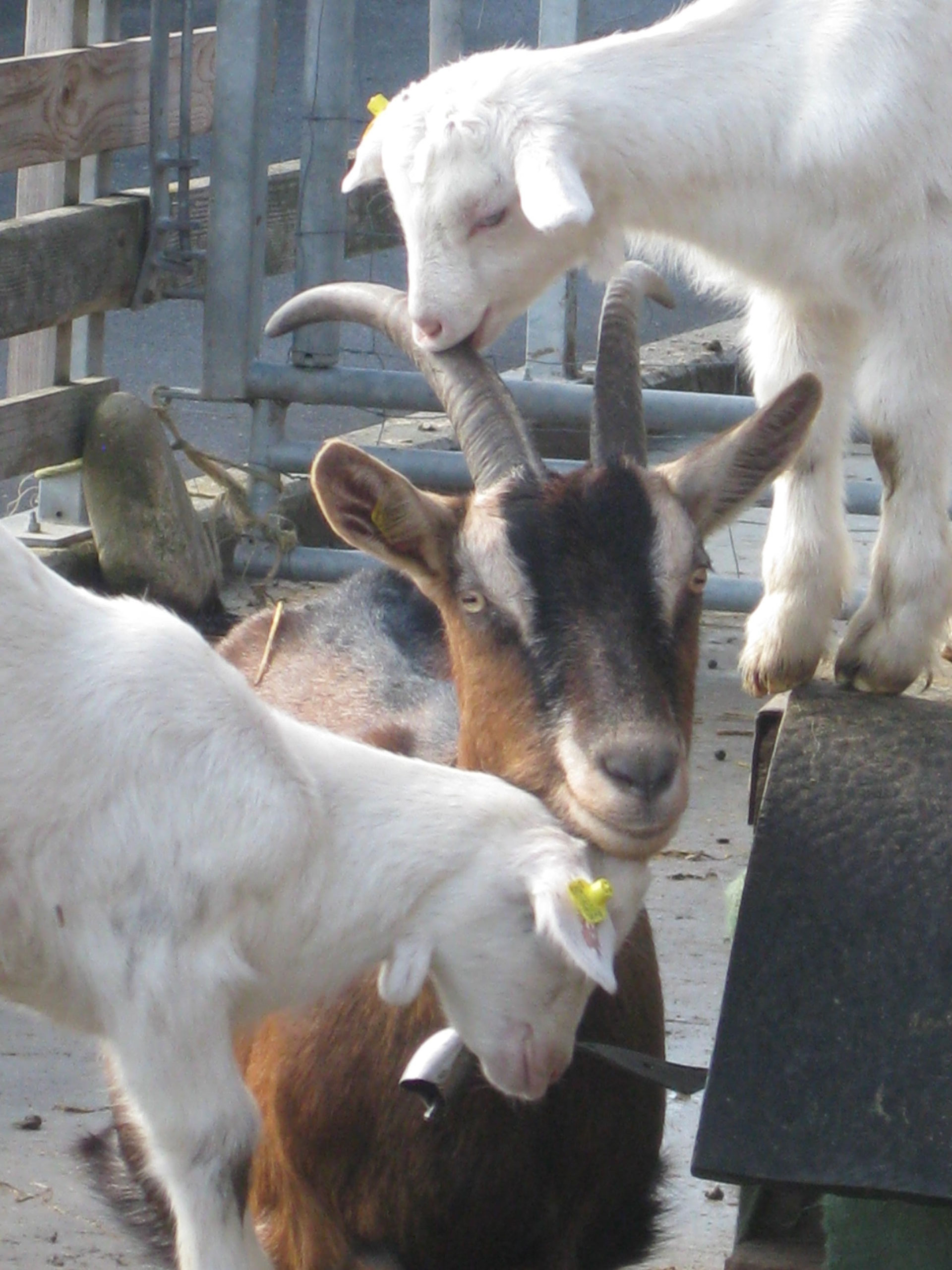 Ziegen gutrheinaus Webseite!
