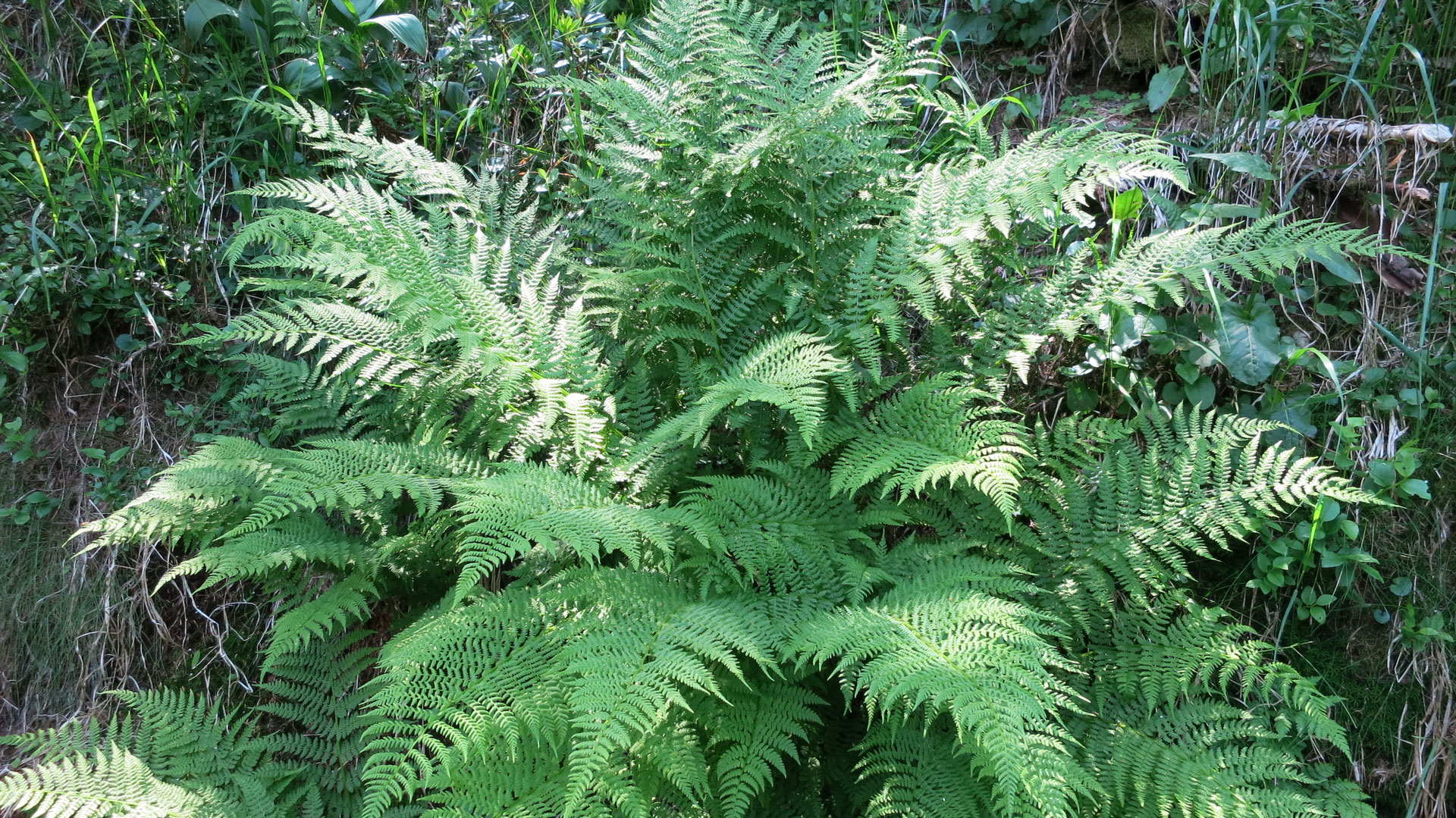 Planung & Gestaltung Perennopsis Staudenpflanzungen