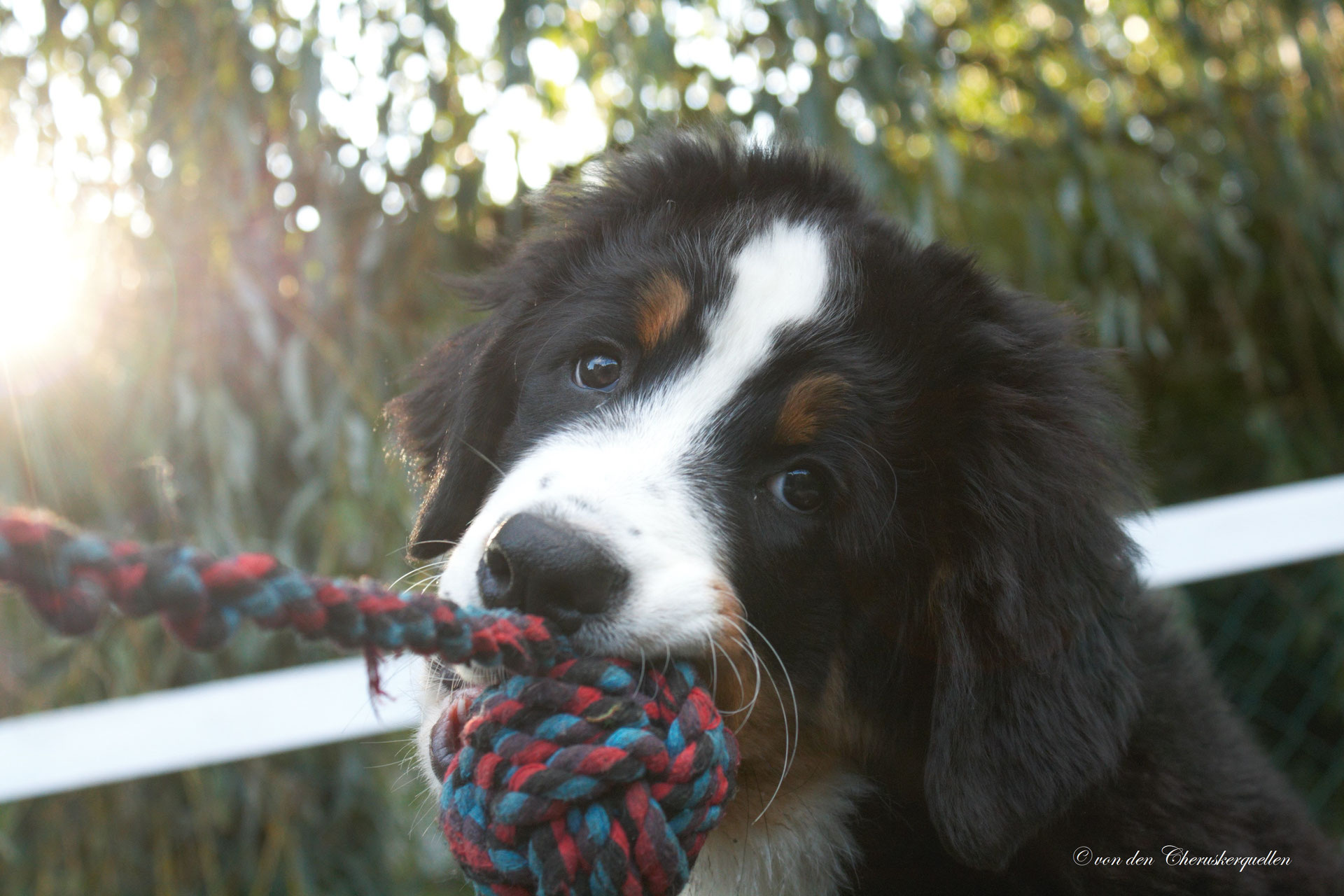 berner sennenhunde erziehen berner sennenhunde von den cheruskerquellen