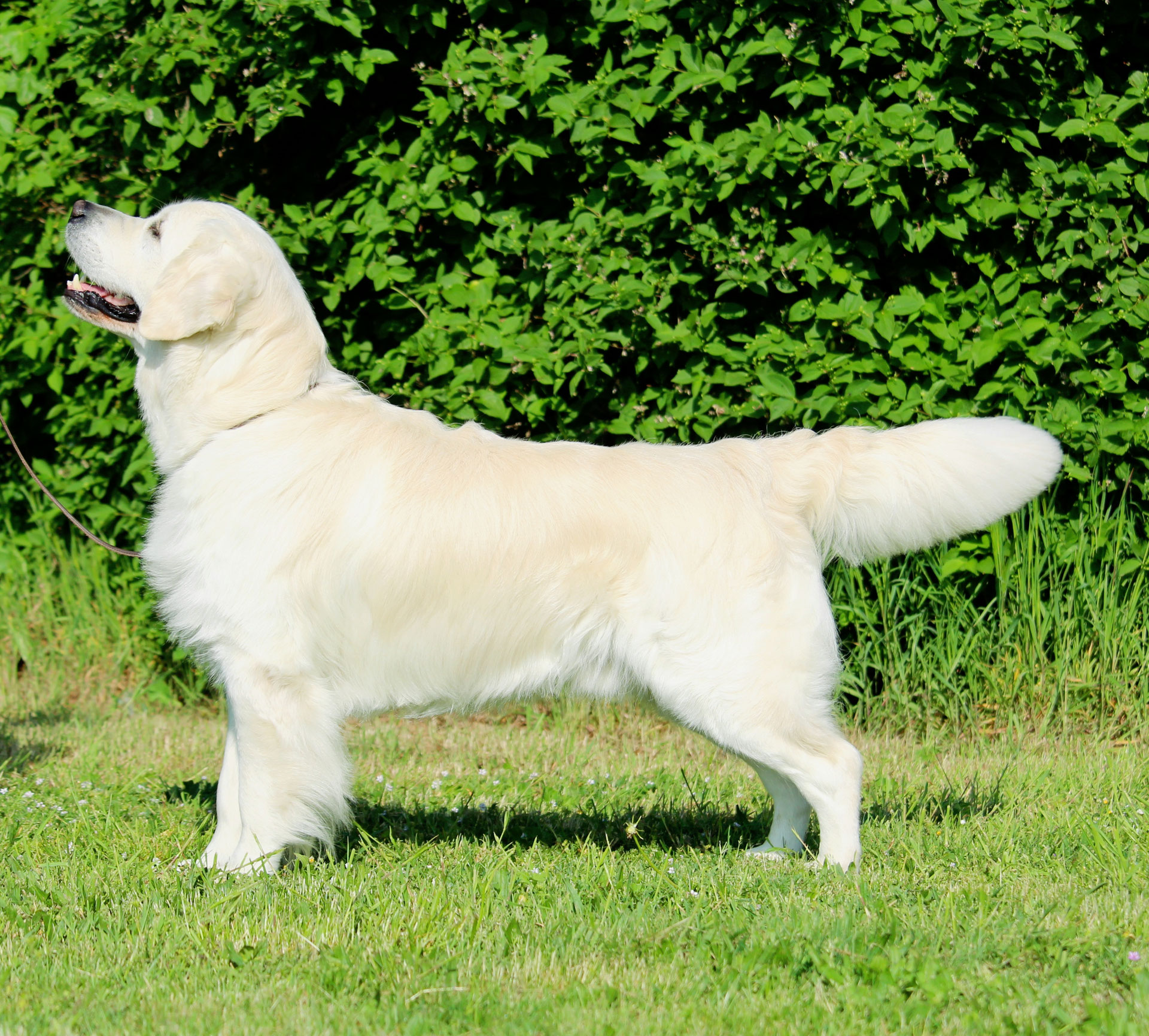 cremefarbener Golden Retriever