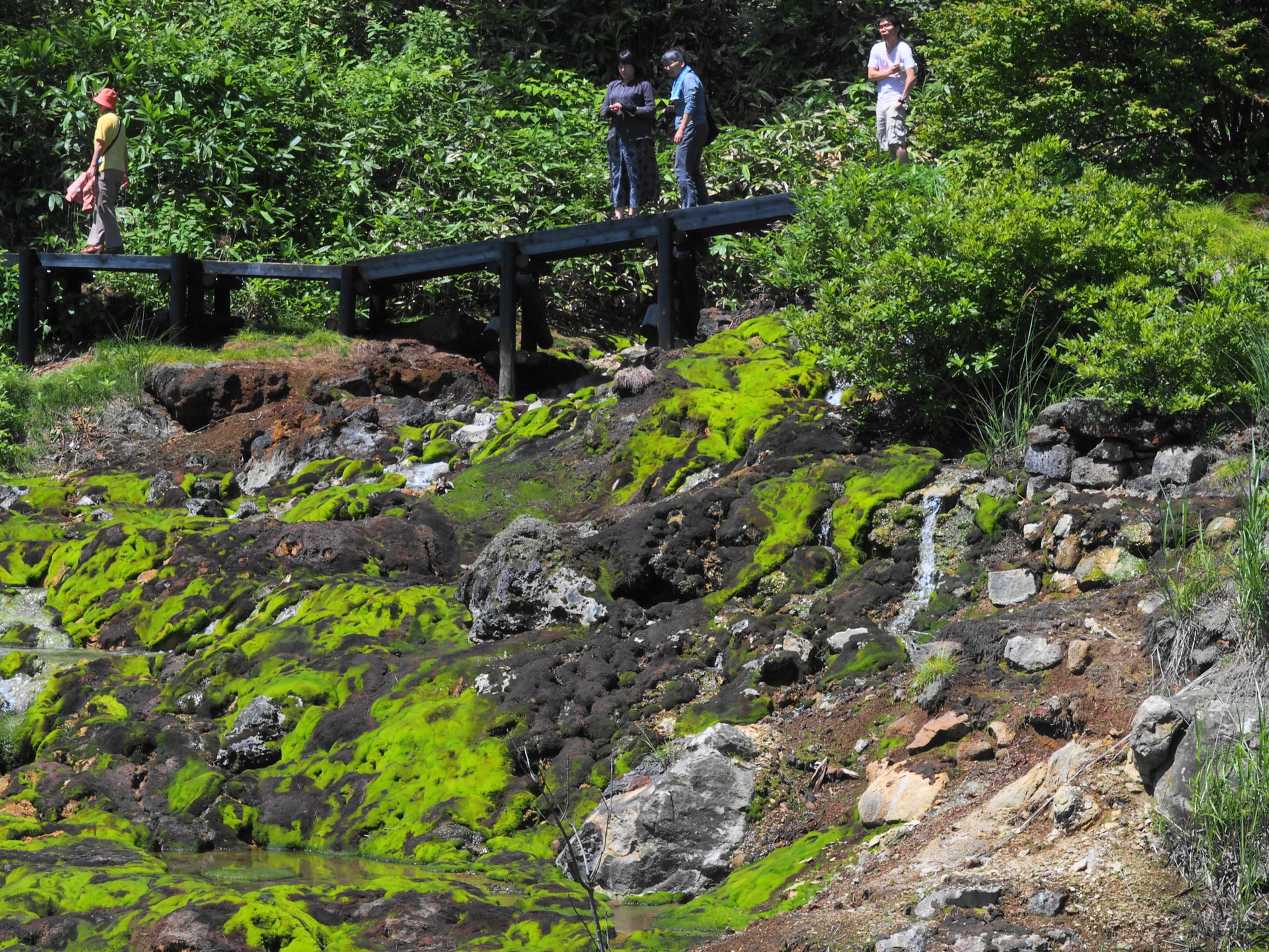 チャツボミゴケ公園の見どころ 案内 おすすめ新観光名所 チャツボミゴケ公園 地獄穴 の案内 チャツボミゴケ公園の見どころ 案内 おすすめ新観光名所 チャツボミゴケ公園 地獄穴 の案内