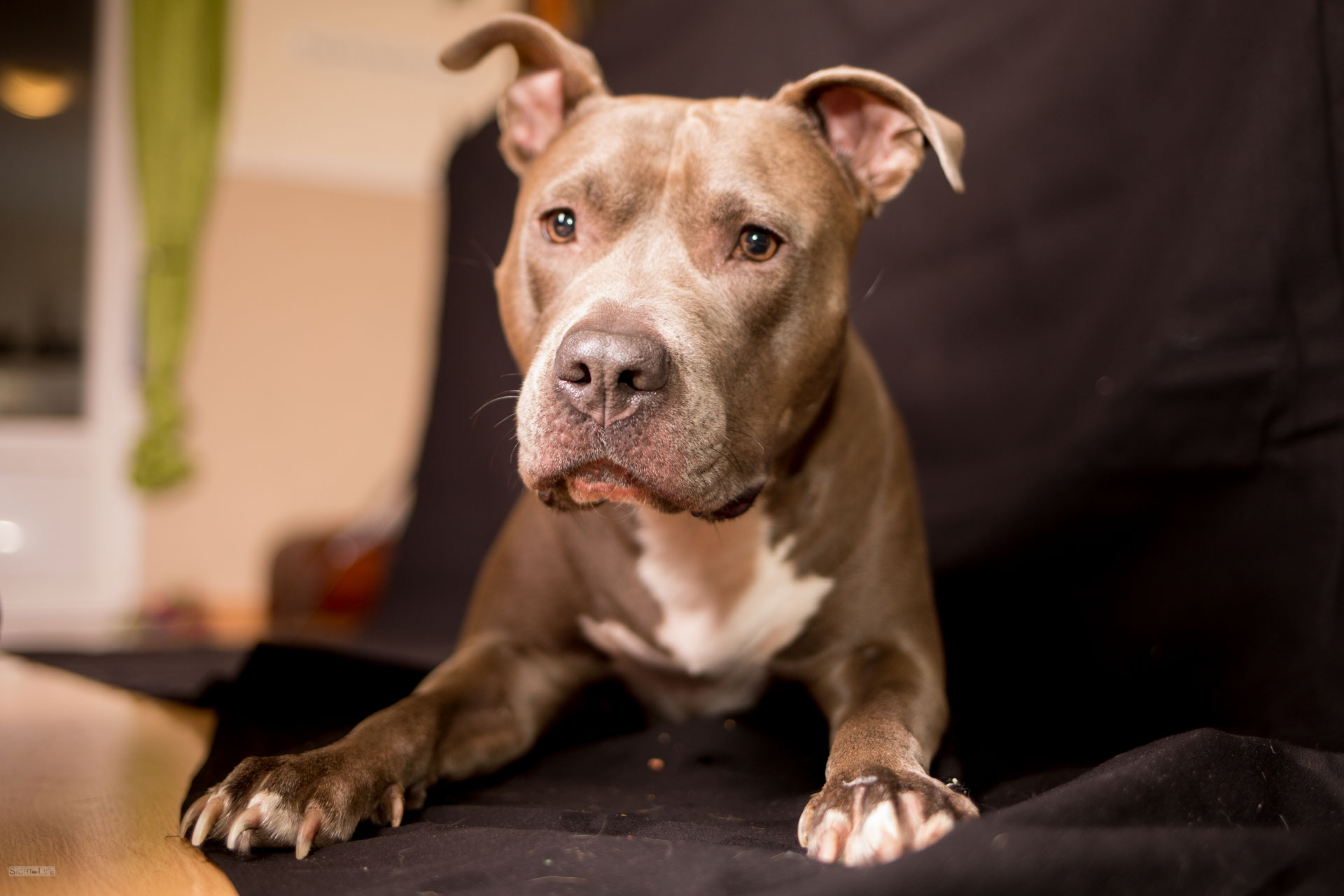 FlyAnn, Pitbull und Hund Fly ein Hund wie ein anderer