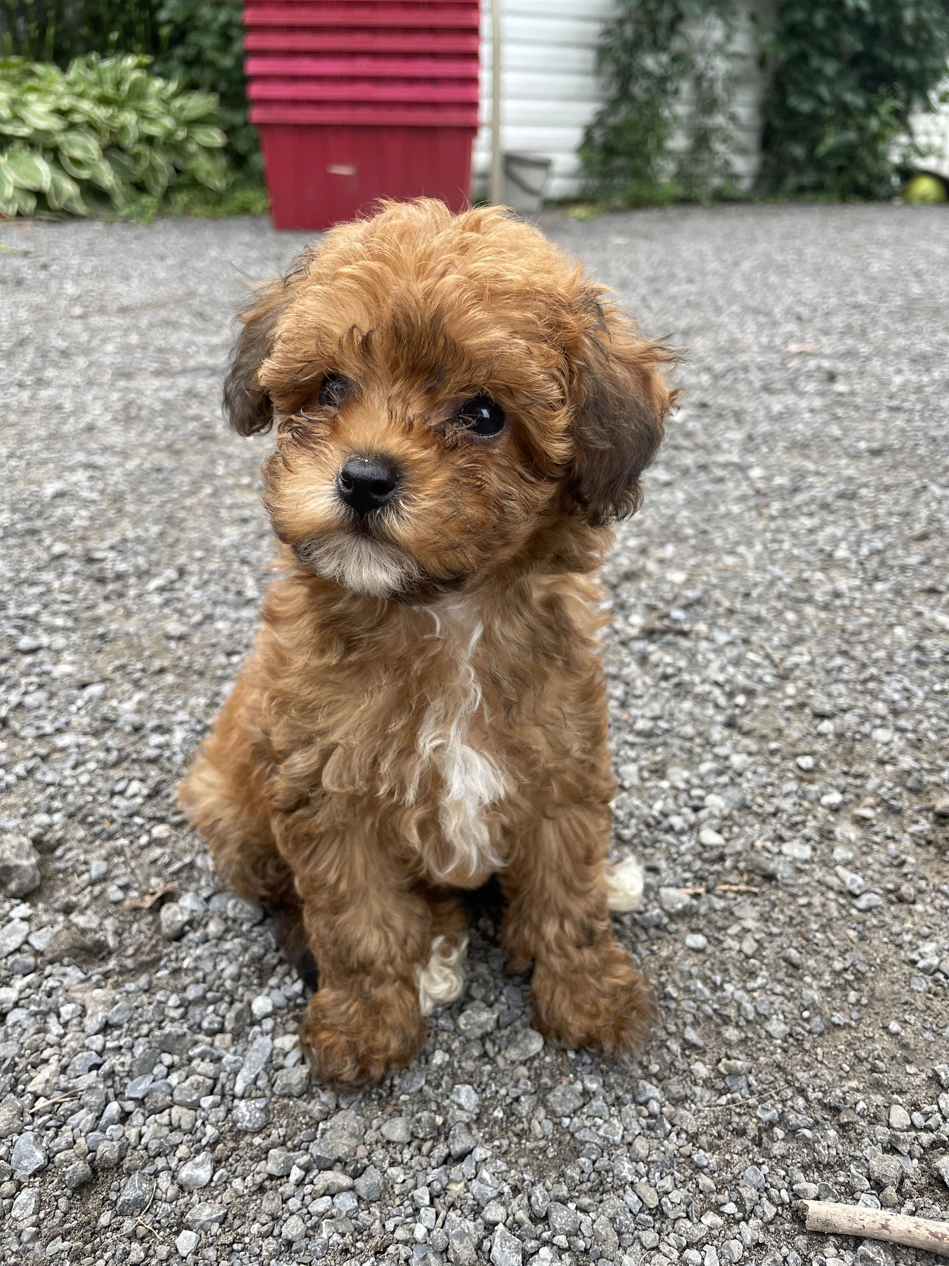 Mes chiens *Caniche et Goldendoodle* - Élevage des Forêts, image size:1920x2560