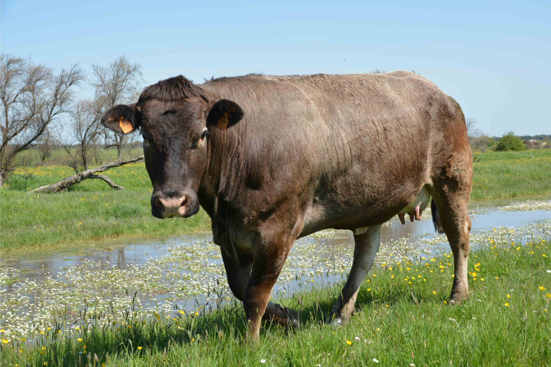 Vache Bazadaise Vente à la ferme viande bovine île d'Oléron Vache Bazadaise Vente à la ferme viande bovine île d'Oléron