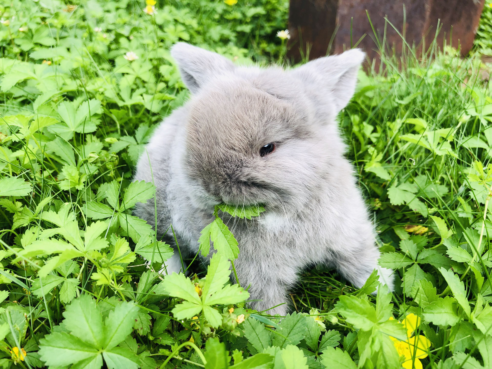 Partnervermittlung kaninchen