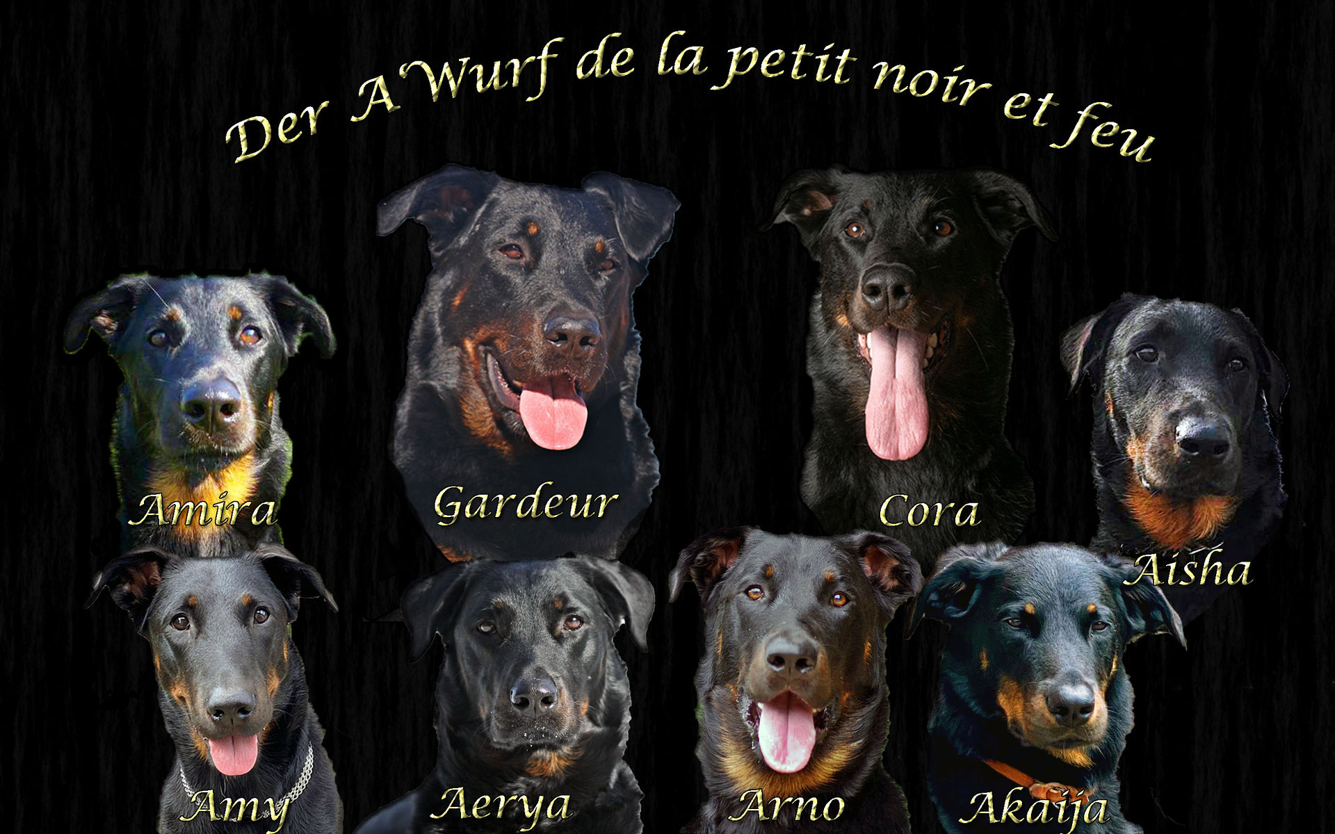Harlekin Beauceron F Topaz Blue Arco Blue Enya Harlekin Beaucerons Webseite