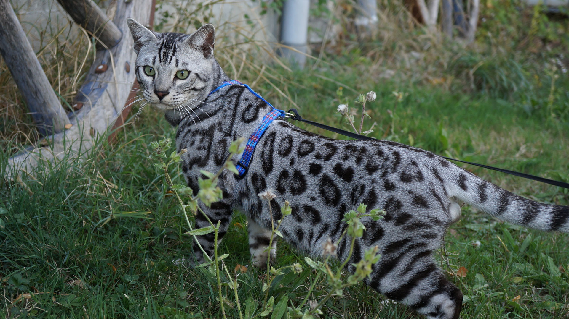 élevage De Chats Bengal En Drôme 26 Felissafaricom