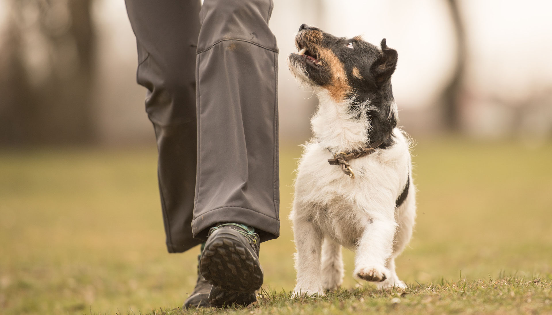 Rally Obedience HUNDESCHULE DOGSOFFROAD.CH