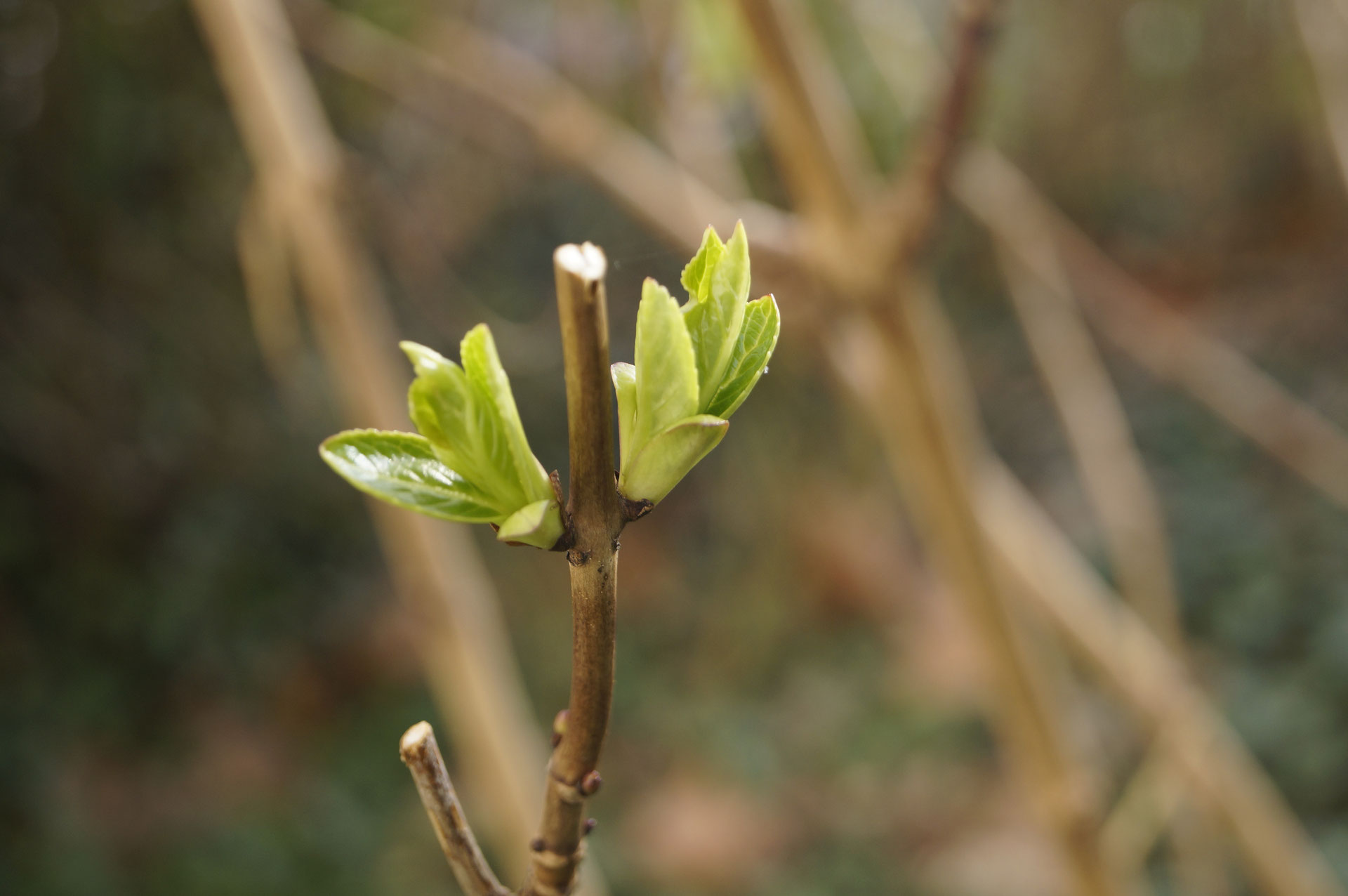 Garten Bildergalerie 2018 - Entspannt im Garten