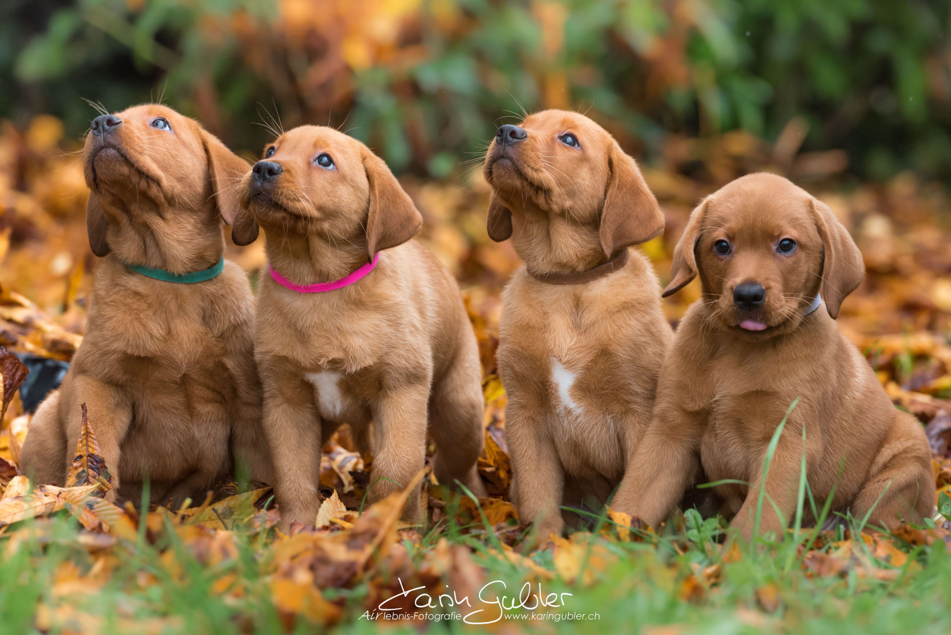 LabradorZucht Hundeschule in Rothenburg smartdog