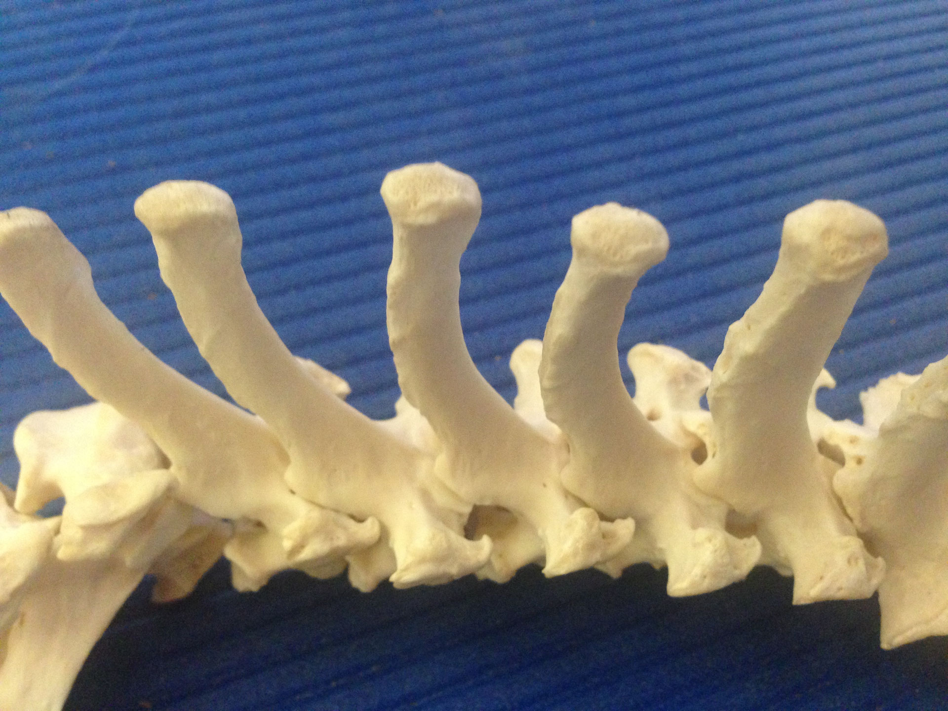 Subluxationen beim Hund Hundephysioseminare DogsFit