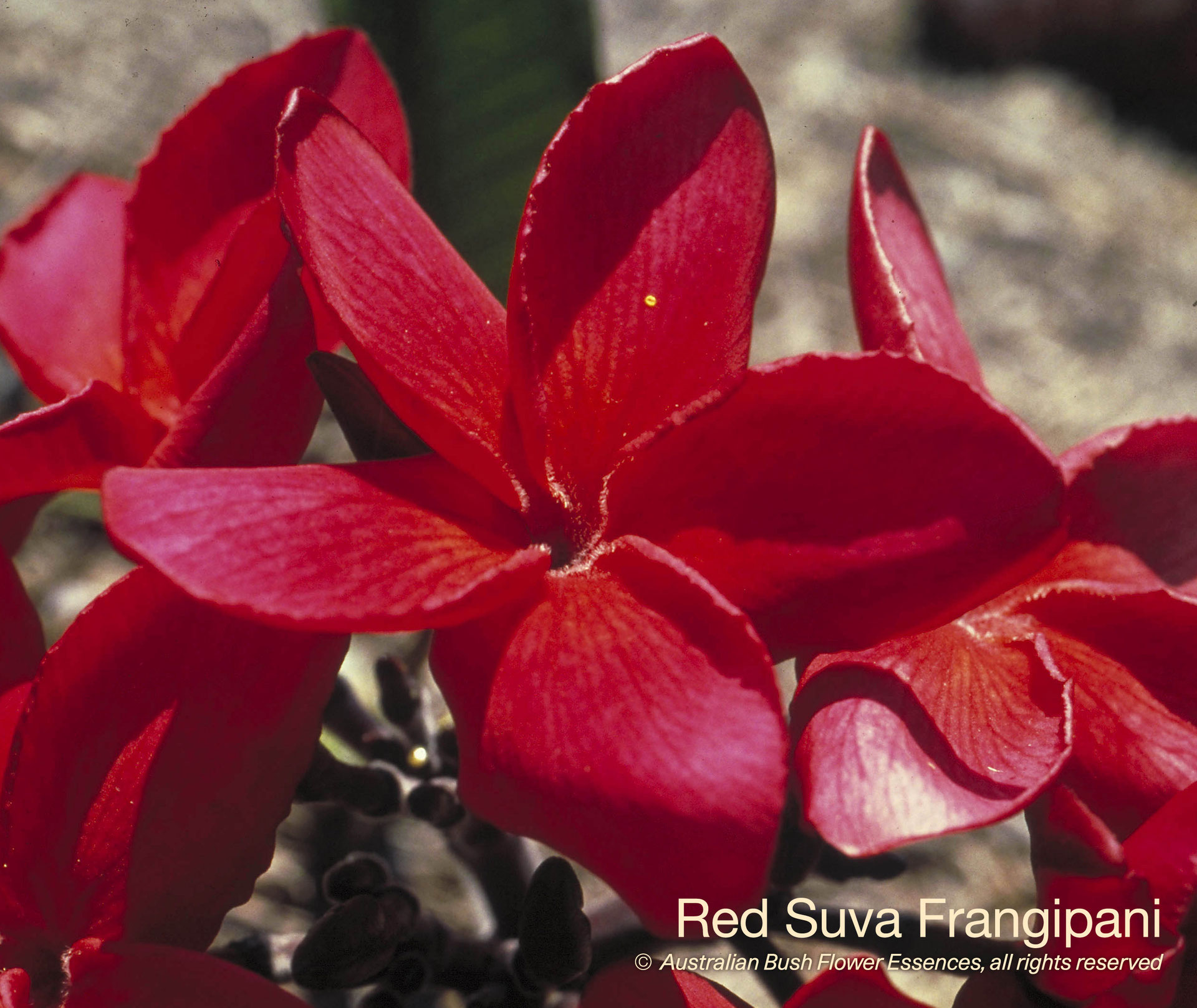 47. Red Suva Frangipani Ricarda Vervoorst Blütenessenzen