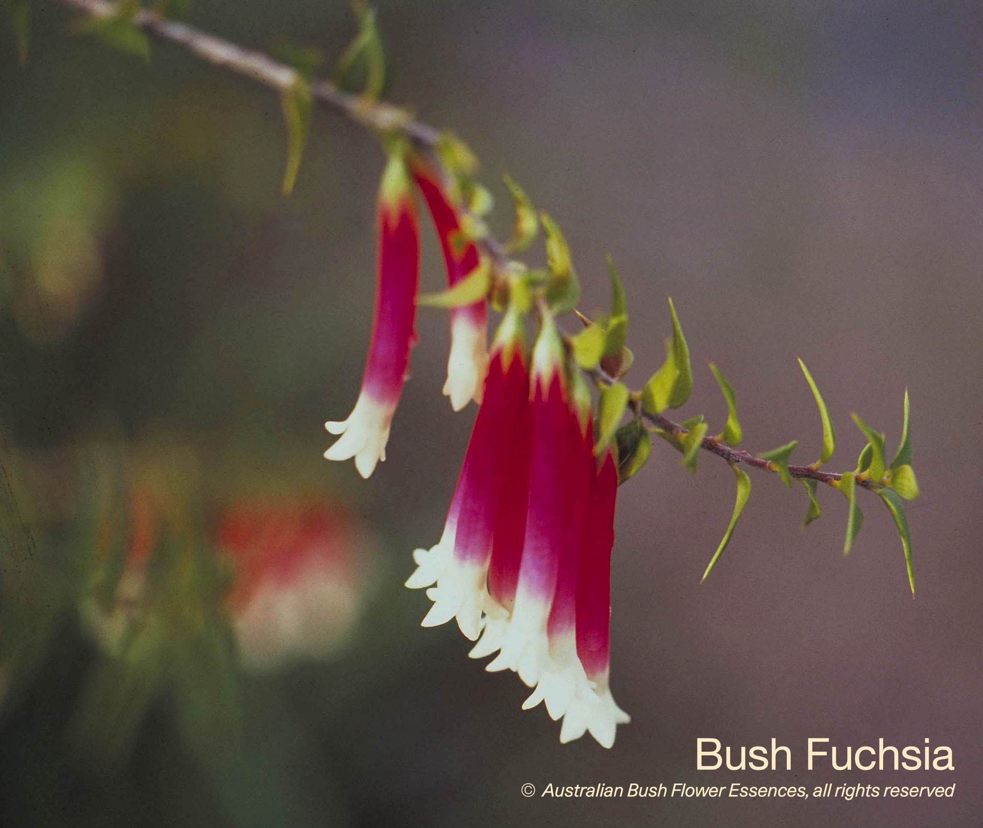 11. Bush Fuchsia - Ricarda Vervoorst Blütenessenzen