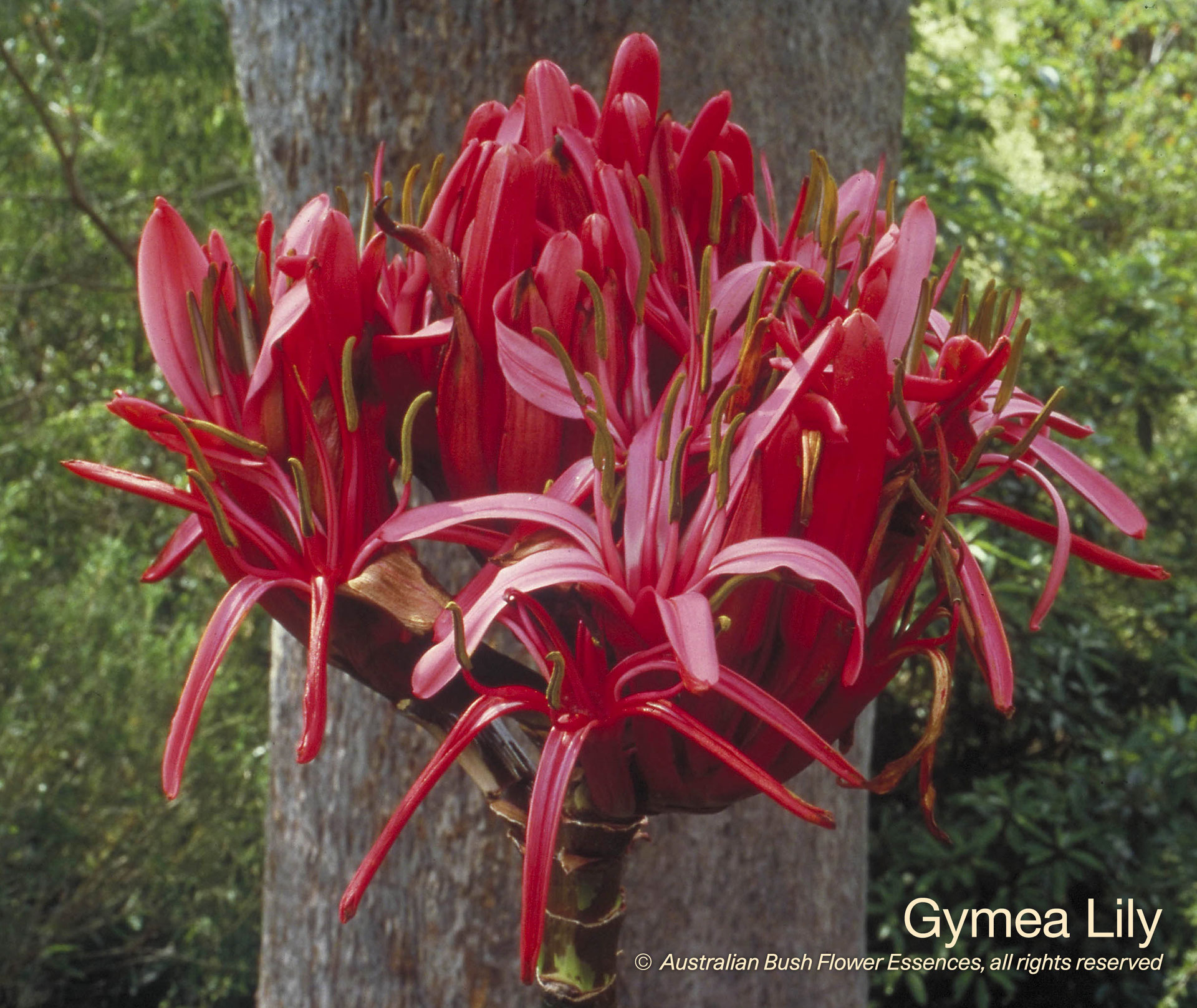 25. Gymea Lily Ricarda Vervoorst Blütenessenzen