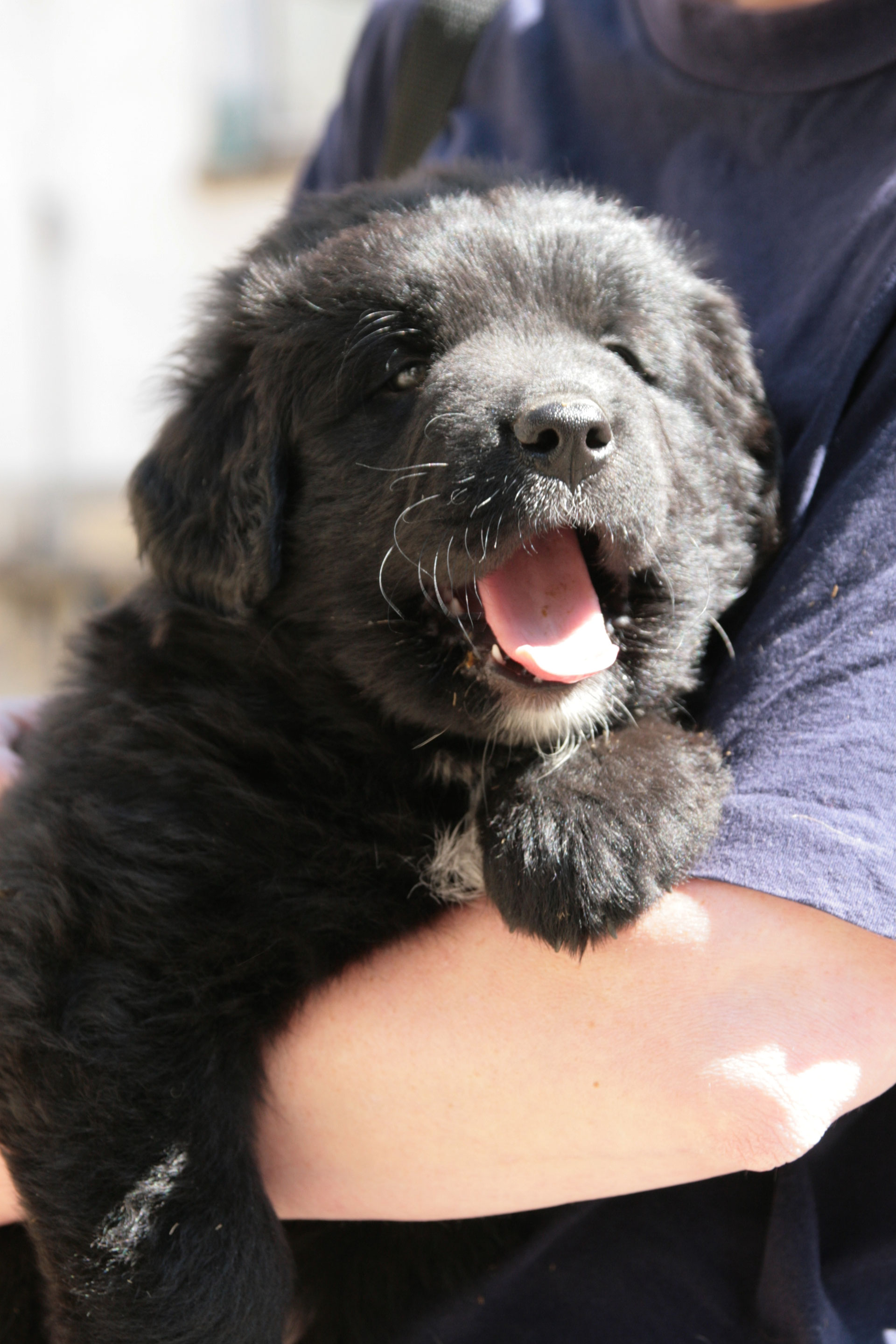 Ein Hund zieht ein&hellip;. 4paws2teachs Webseite!