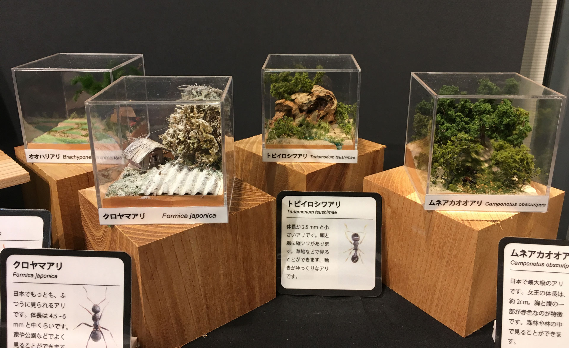 Antdiorama 東京アリ類教育研究所ーありラボー Antdiorama 東京アリ類教育研究所ーありラボー
