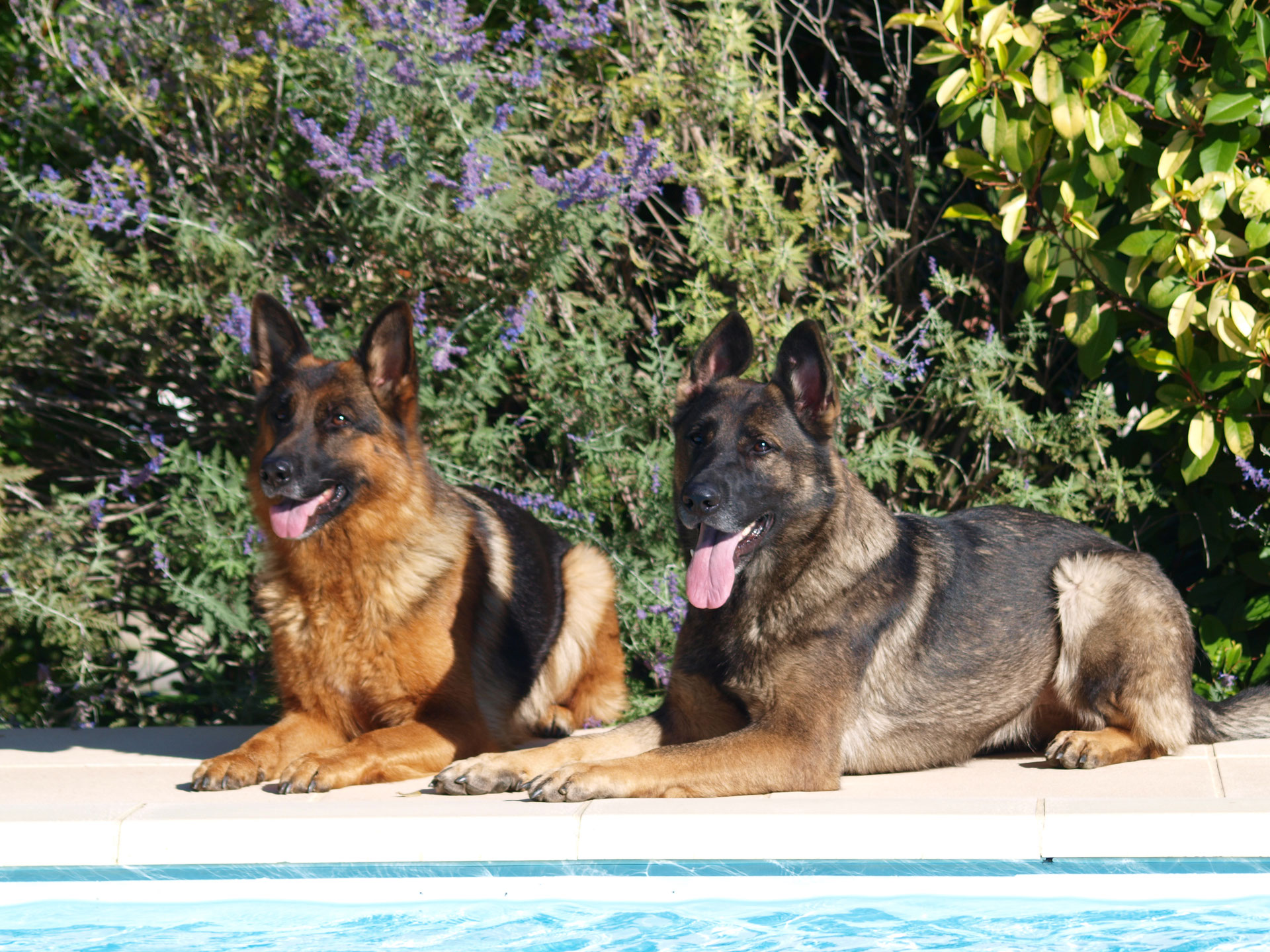 Elevage Berger Allemand Alsace