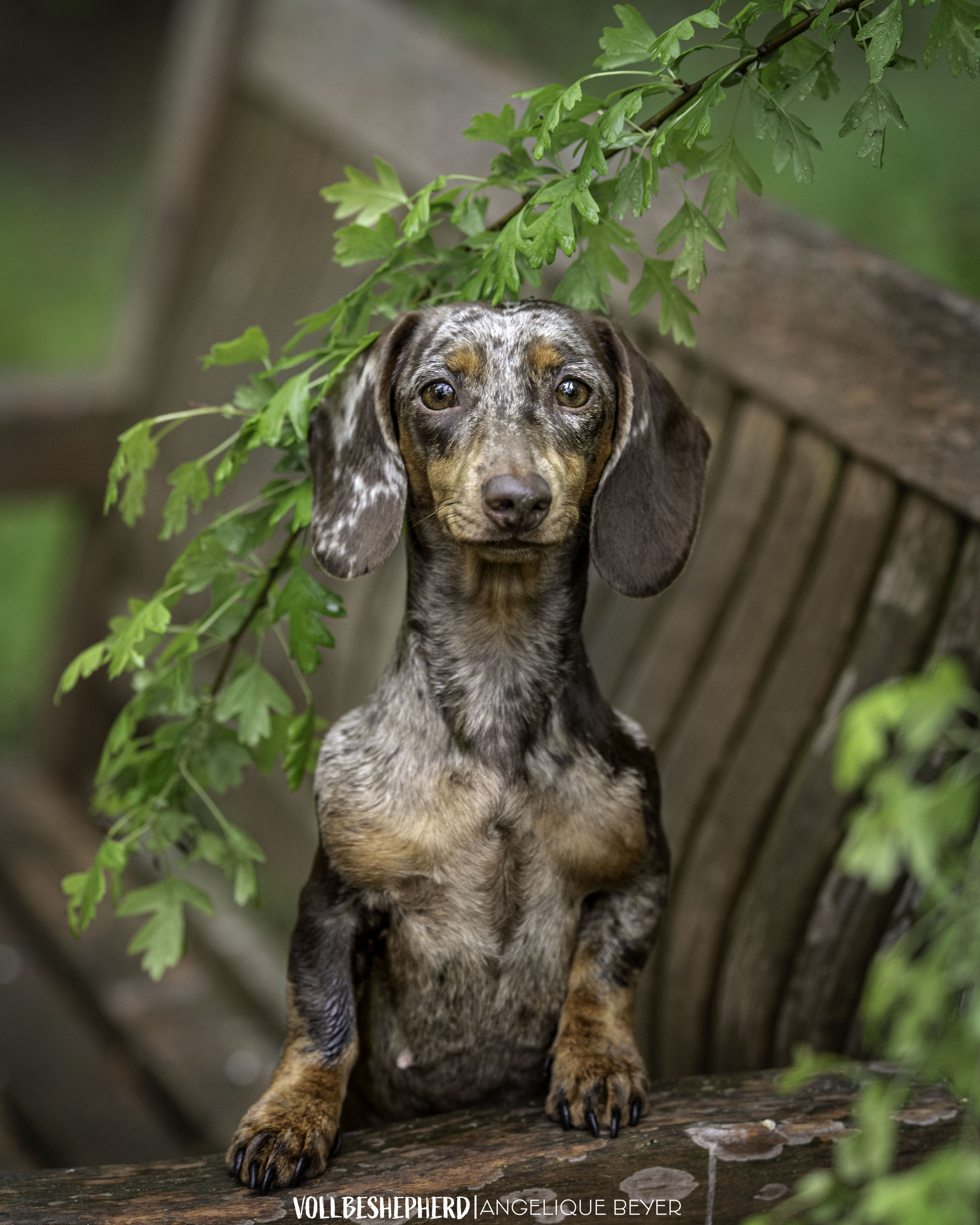 Geliebter Sturkopf - kleiner-hund-grosse-welts Webseite!
