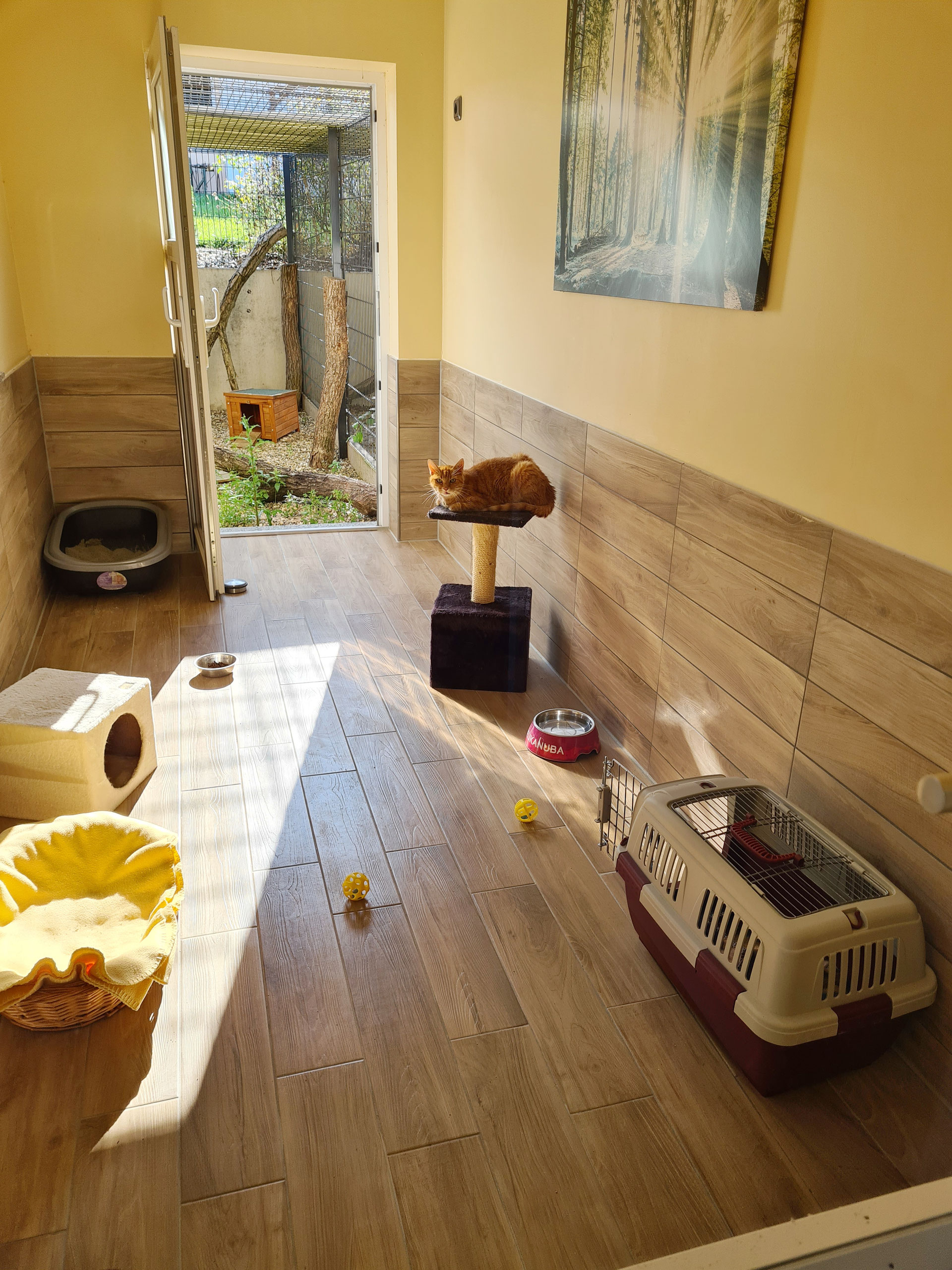 Haus Kitty Essen Die Purrfekte Katzenpension Fur Ihren Stubentiger