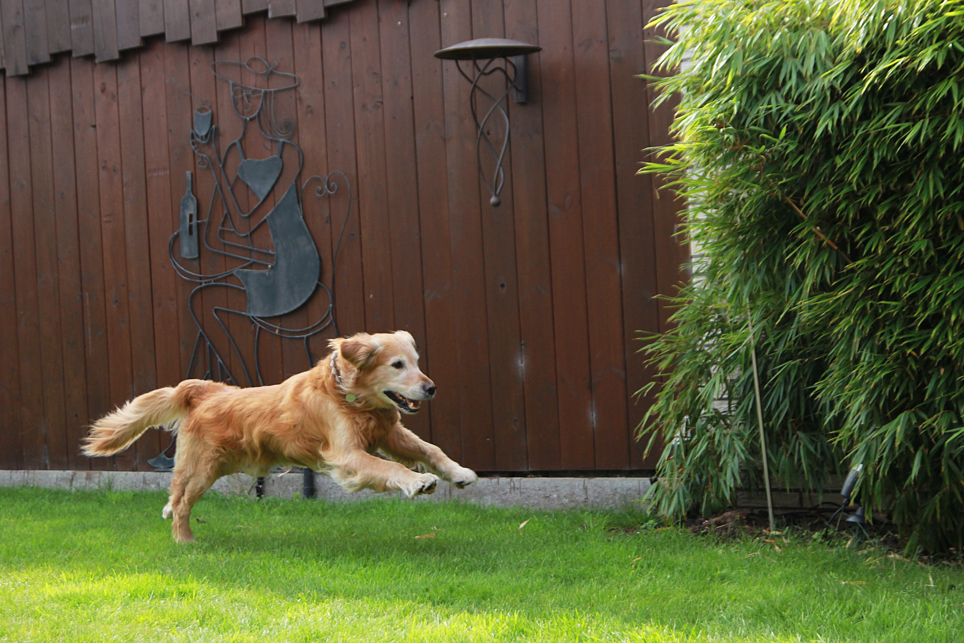 Osteopathische Hundetherapie Osteopathie und Physiotherapie für den