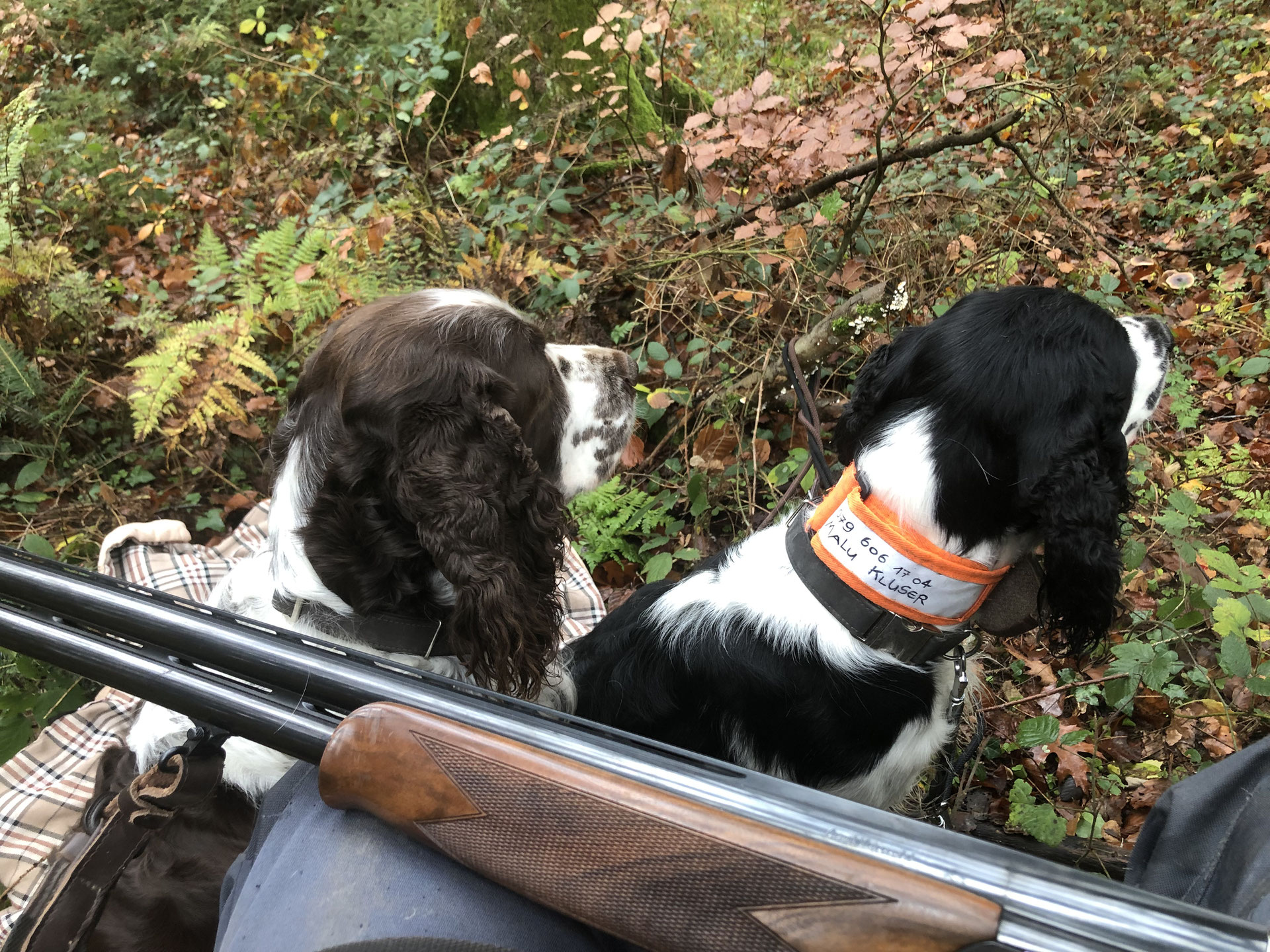 News Englisch Springer Spaniels Jimdo Page