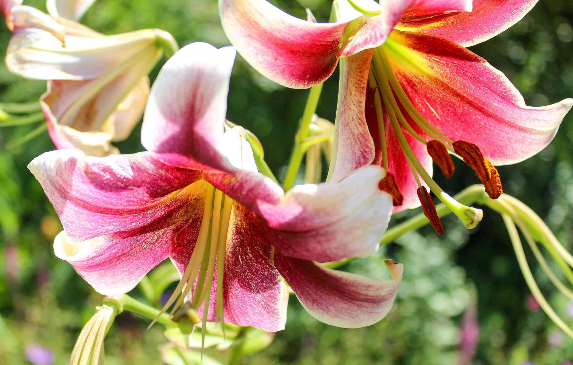 Lilien eine tödliche Gefahr für Katzen Birgit Vorfelder